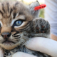 Image for article titled How To Tell A Bobkitten From A Regular Kitten